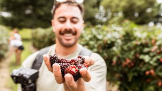 Fresh Berries at Julians Berry Farm Café