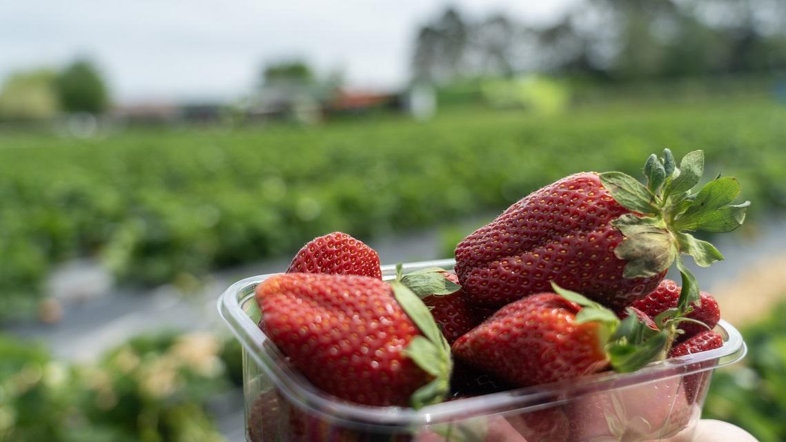 PYO Strawberries